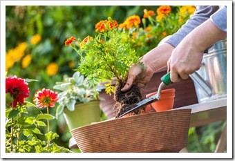 Gardening Safely Pooler GA