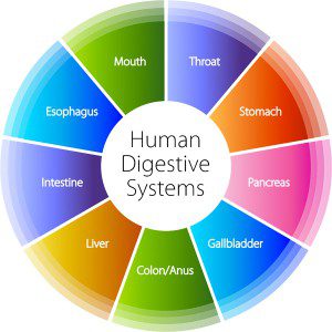 Is Your Digestive System Out of Balance? Pooler Chiropractic Care Can Help
